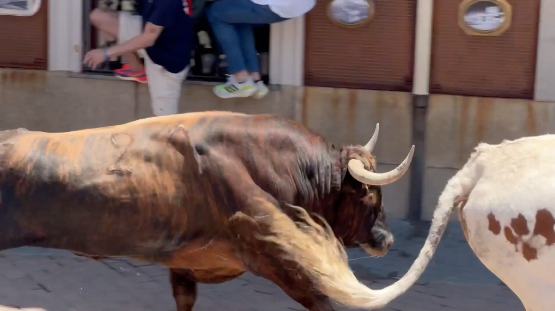Encierro, Toro Juventud Cauriense, Sanjuanes, San Juan Coria, toros calle, Juan Bazaga, Tierra de Toros, Canal Extremadura