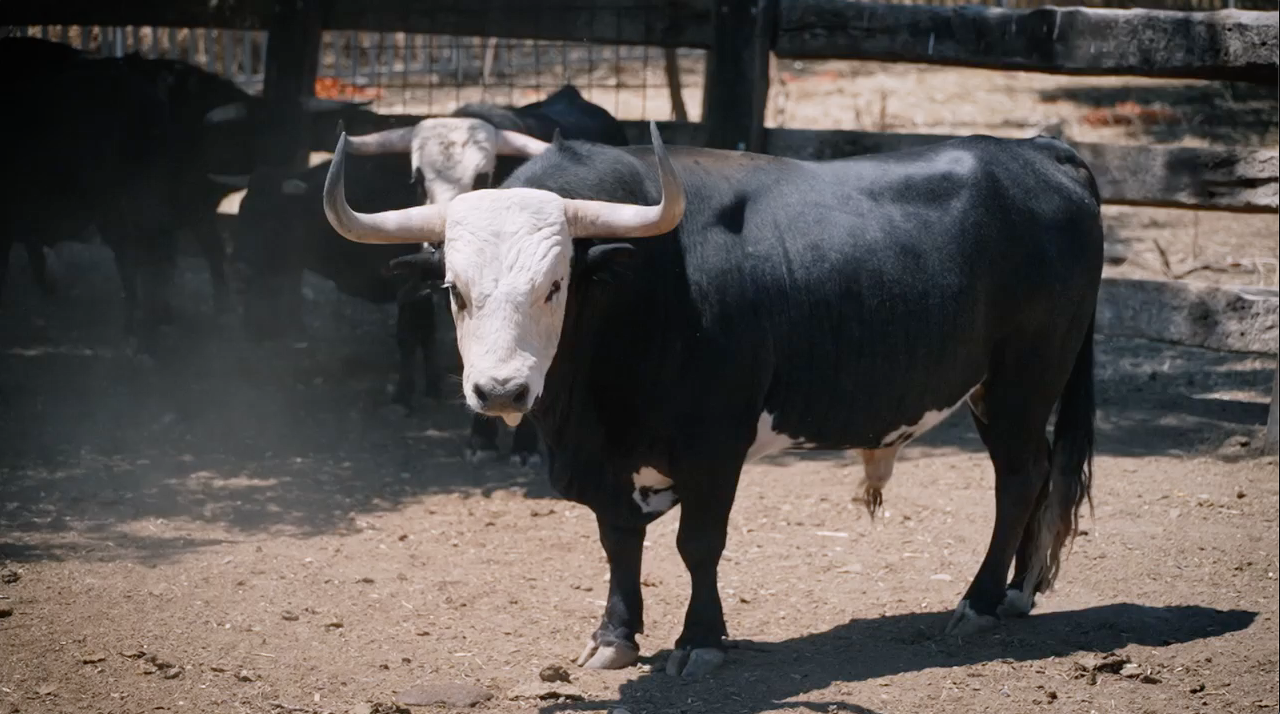 Toros Caras Blancas, Julian Carpio, Juan Bazaga, Tierra de Toros, Canal Extremadura