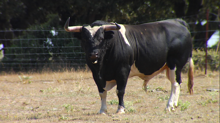 Barcial, Ganadería brava, Salamanca, Campo Charro, Centenario ganadería, Jesús Cobaleda, Ceret, Juan Bazaga, Tierra de Toros, Canal Extremadura