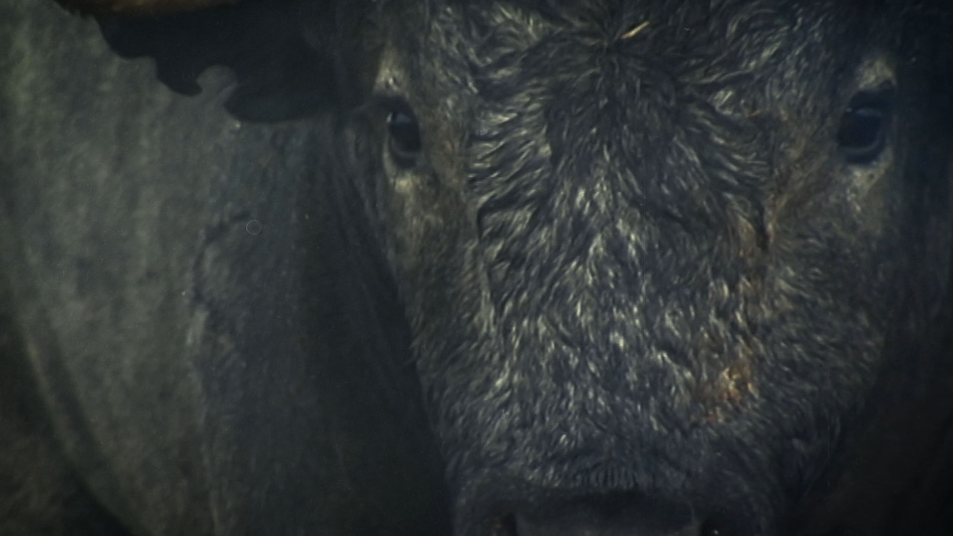 Cobradiezmos, Victorino Martín, Muere el bravo, Adiós a un bravo, Tierra de Toros, Canal Extremadura, Juan Bazaga