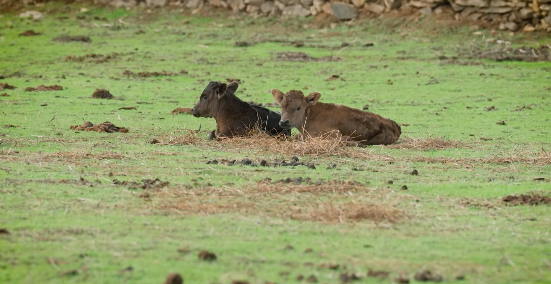 Campo Bravo, Bernardino Píriz, Mellizas las Noras, Tierra de Toros, Juan Bazaga, Canal Extremadura 