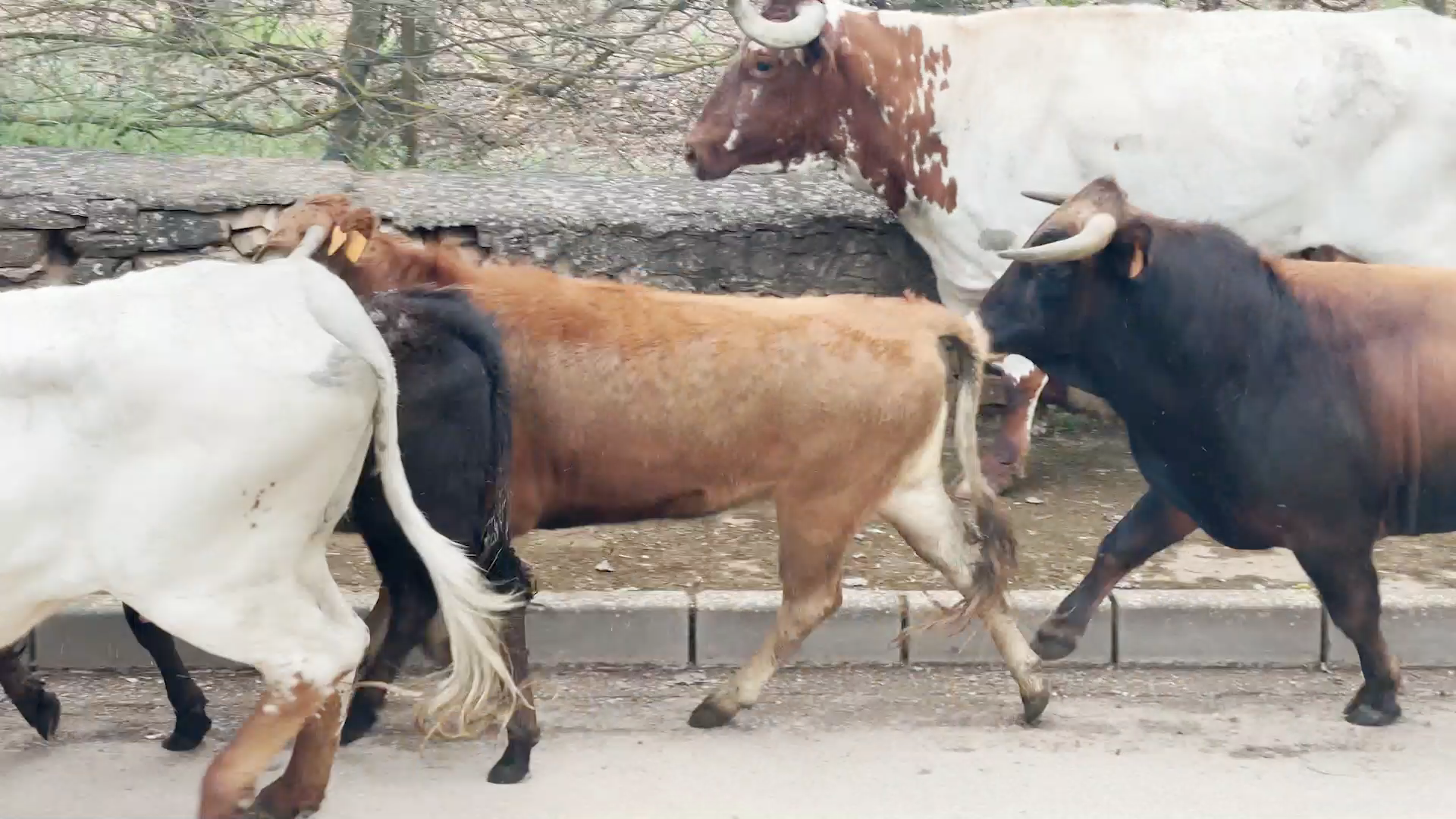 Encierros Puebla de Sancho Pérez, Tierra de Toros, Juan Bazaga