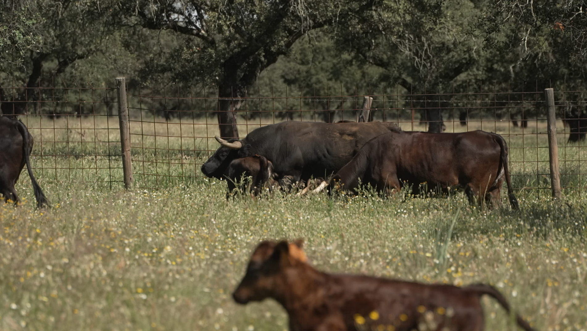 Juan Manuel Criado, Línea Coquilla, Ganadería, Juan BAzaga, Tierra de Toros, Canal Extremadura