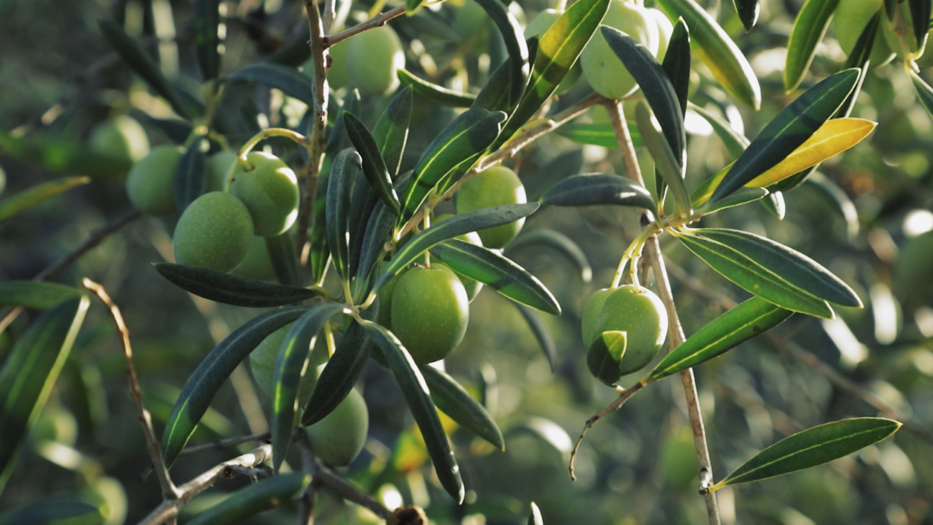 Olivos con aceitunas