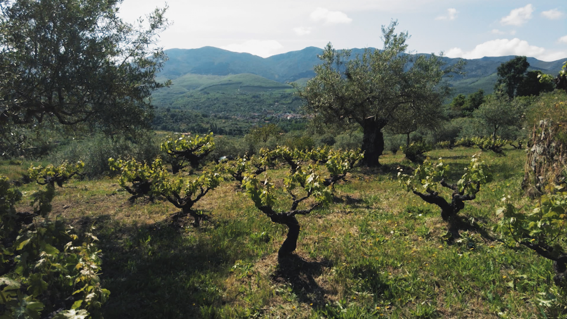 Viñedos en una finca