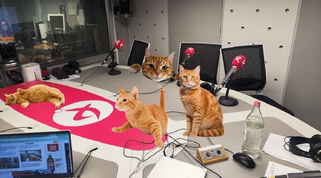 Gatos en mesa radio