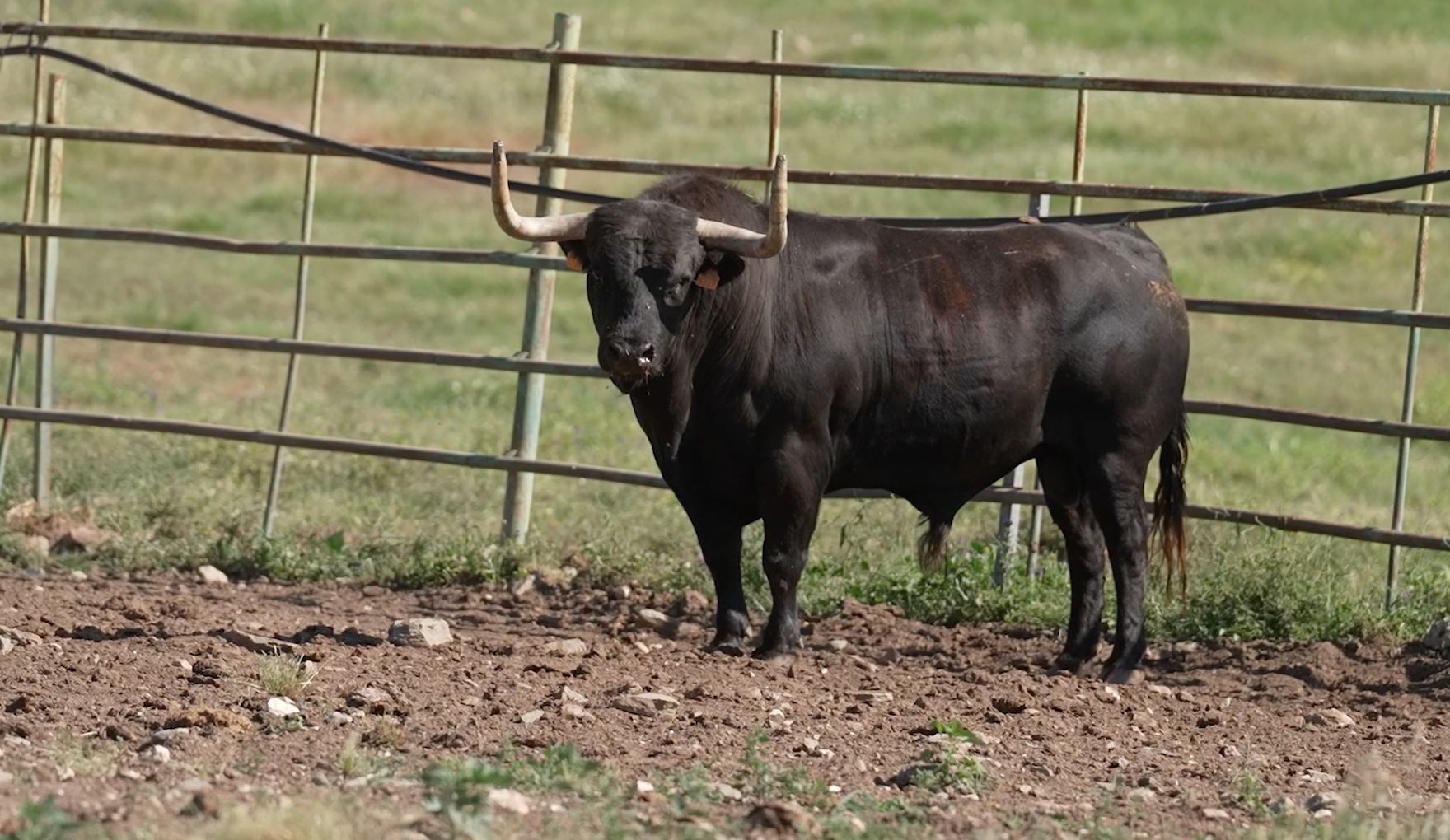 Coria San Juan, Tierra de Toros, Juan Bazaga, Canal Extremadura, Tierra de Toros