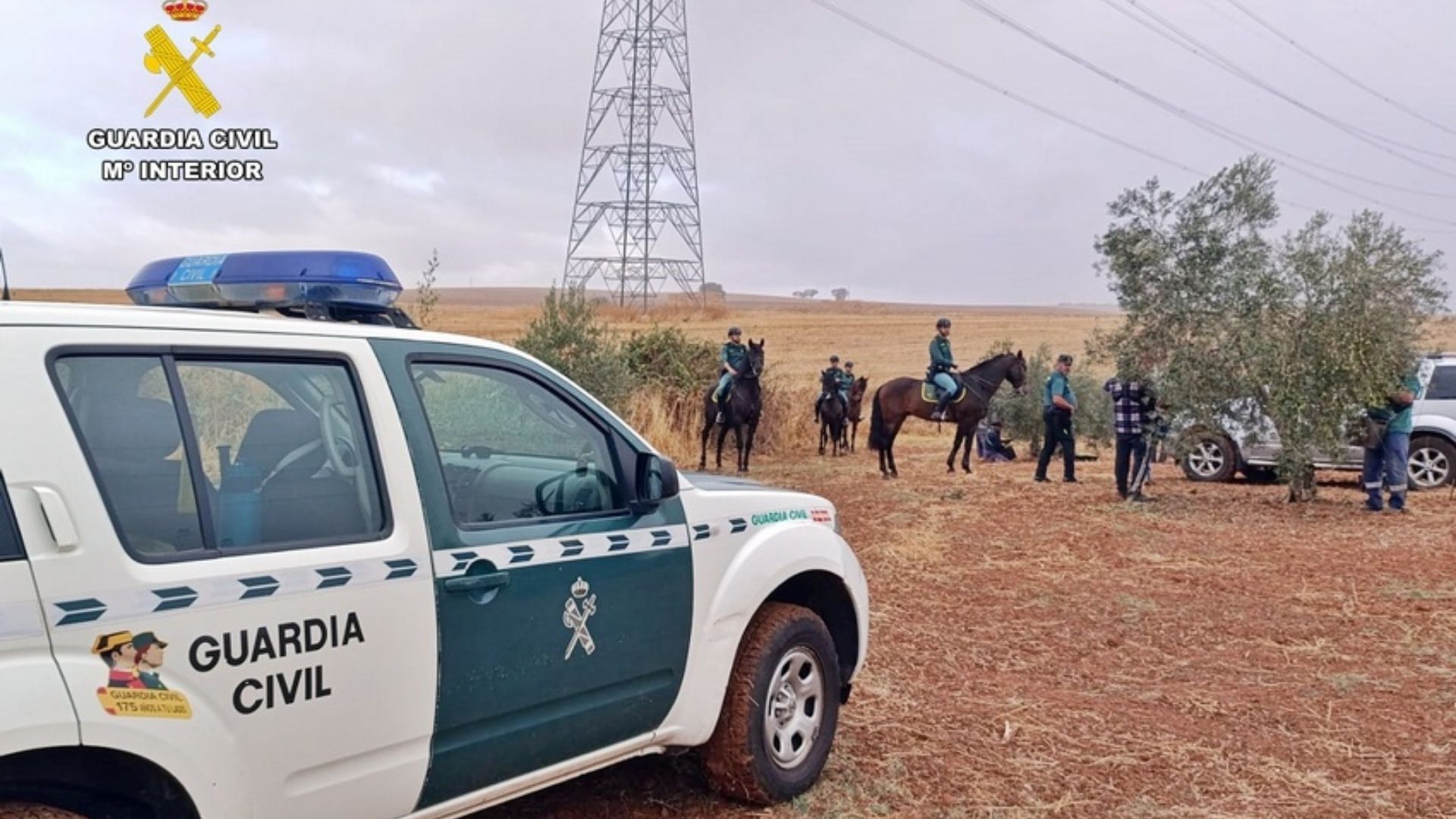 Actuaciones contra el robo de aceitunas