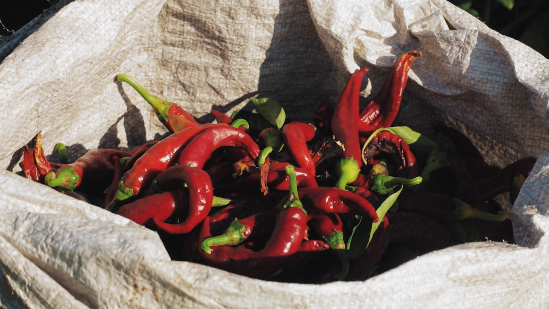 Saco con pimientos para pimentón