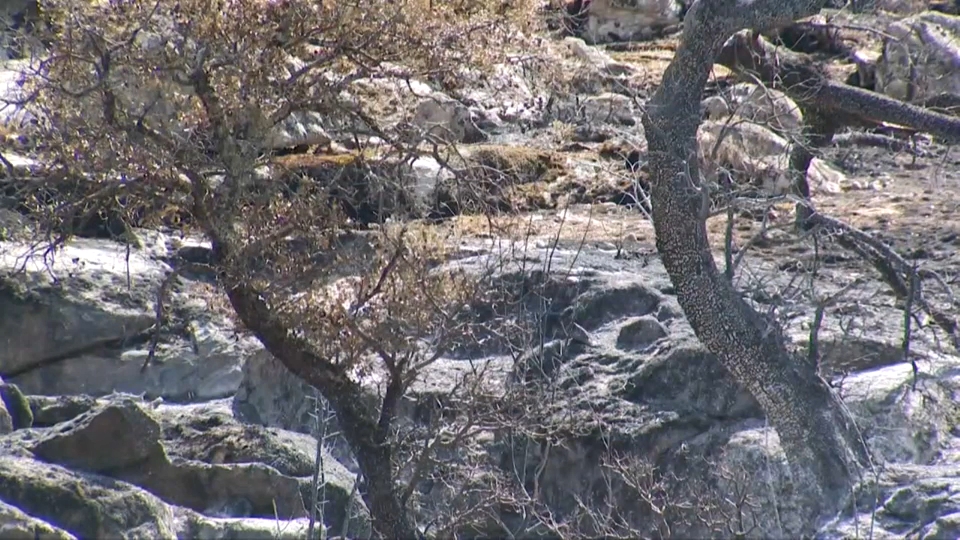 Paraje incendiado