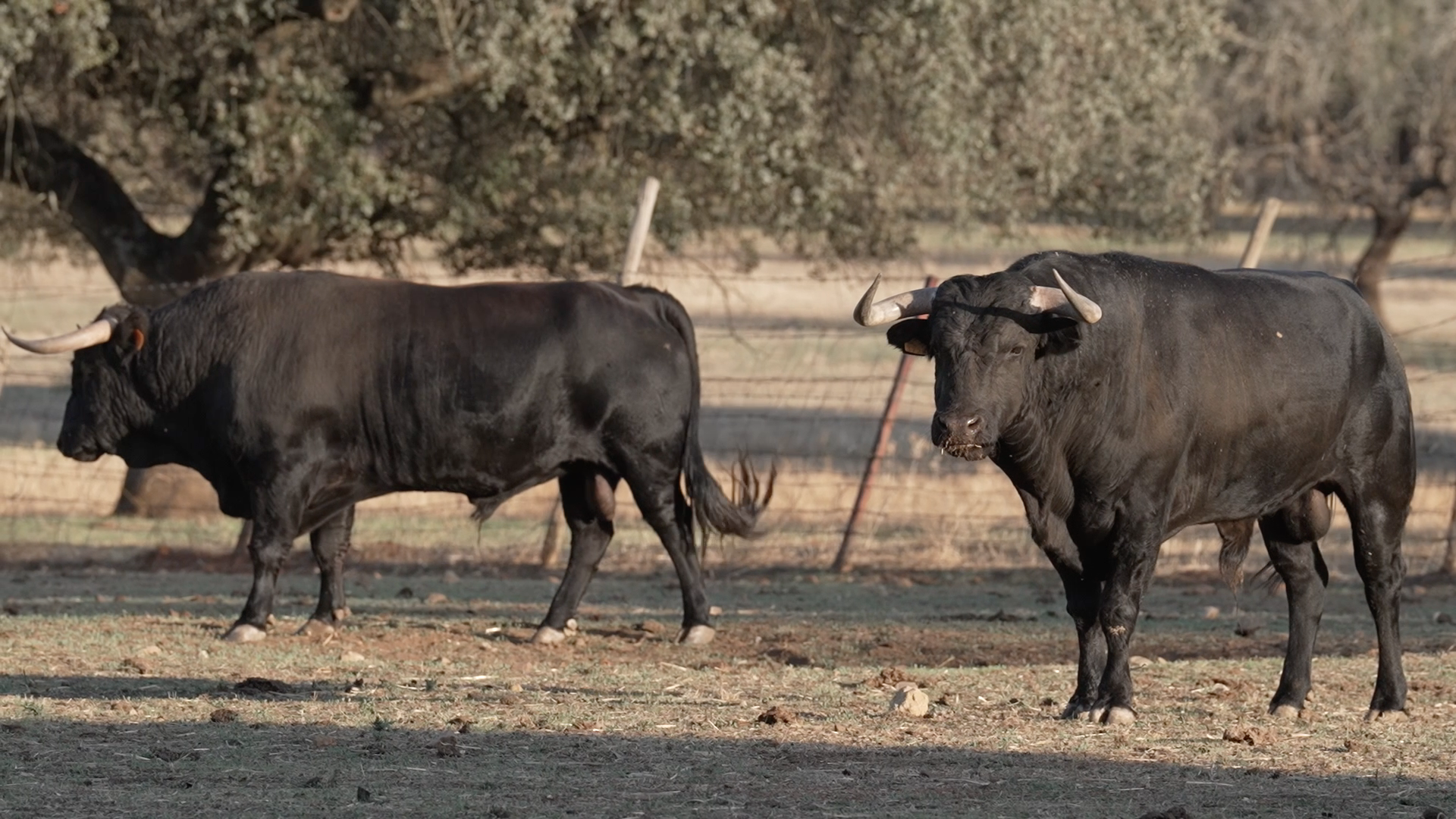 Toros de Peñas Blancas, Canal Extremadura, Tierra de Toros, Juan Bazaga