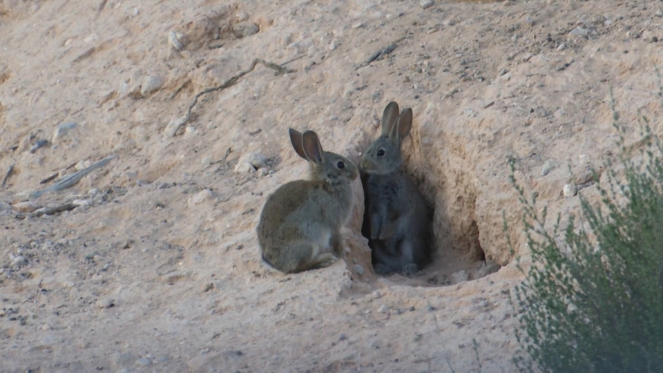 Conejos en Extremadura