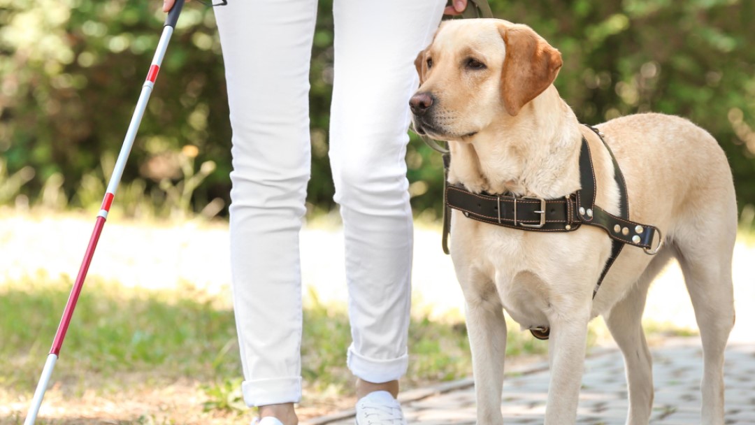 Perro de terapia