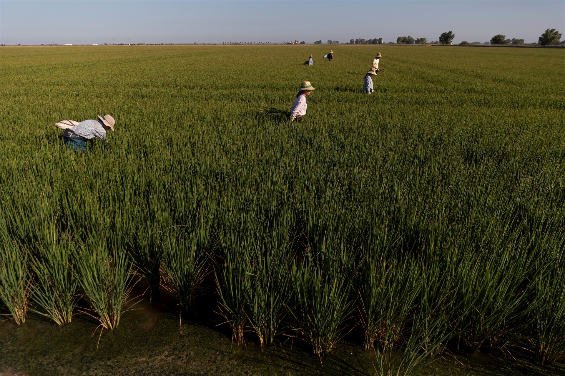 El arroz extremeño, pendiente de Bruselas ante un posible recorte de la cláusula de salvaguardia
