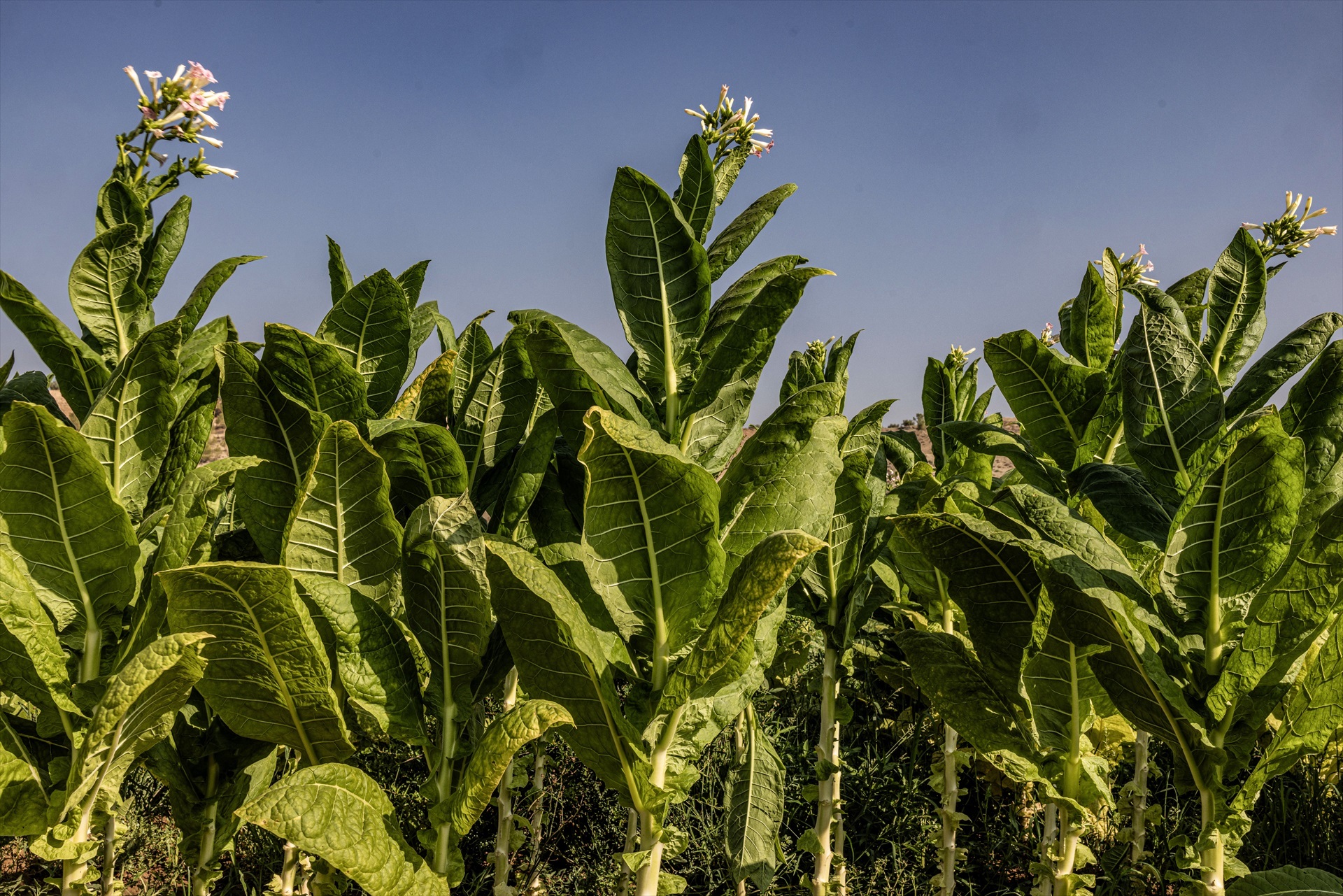 Ayudas al tabaco