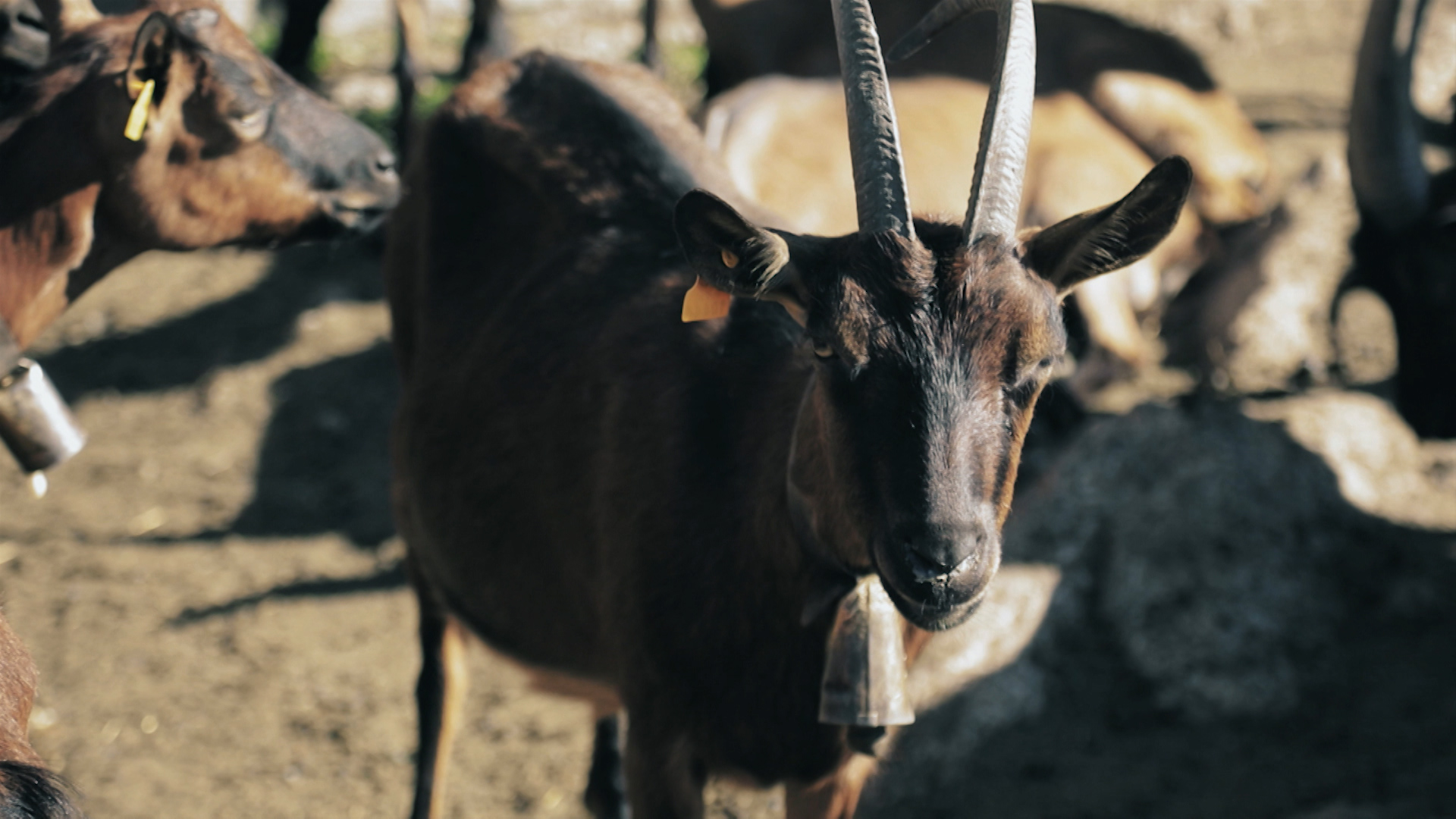 Cabras alpinas en una explotación