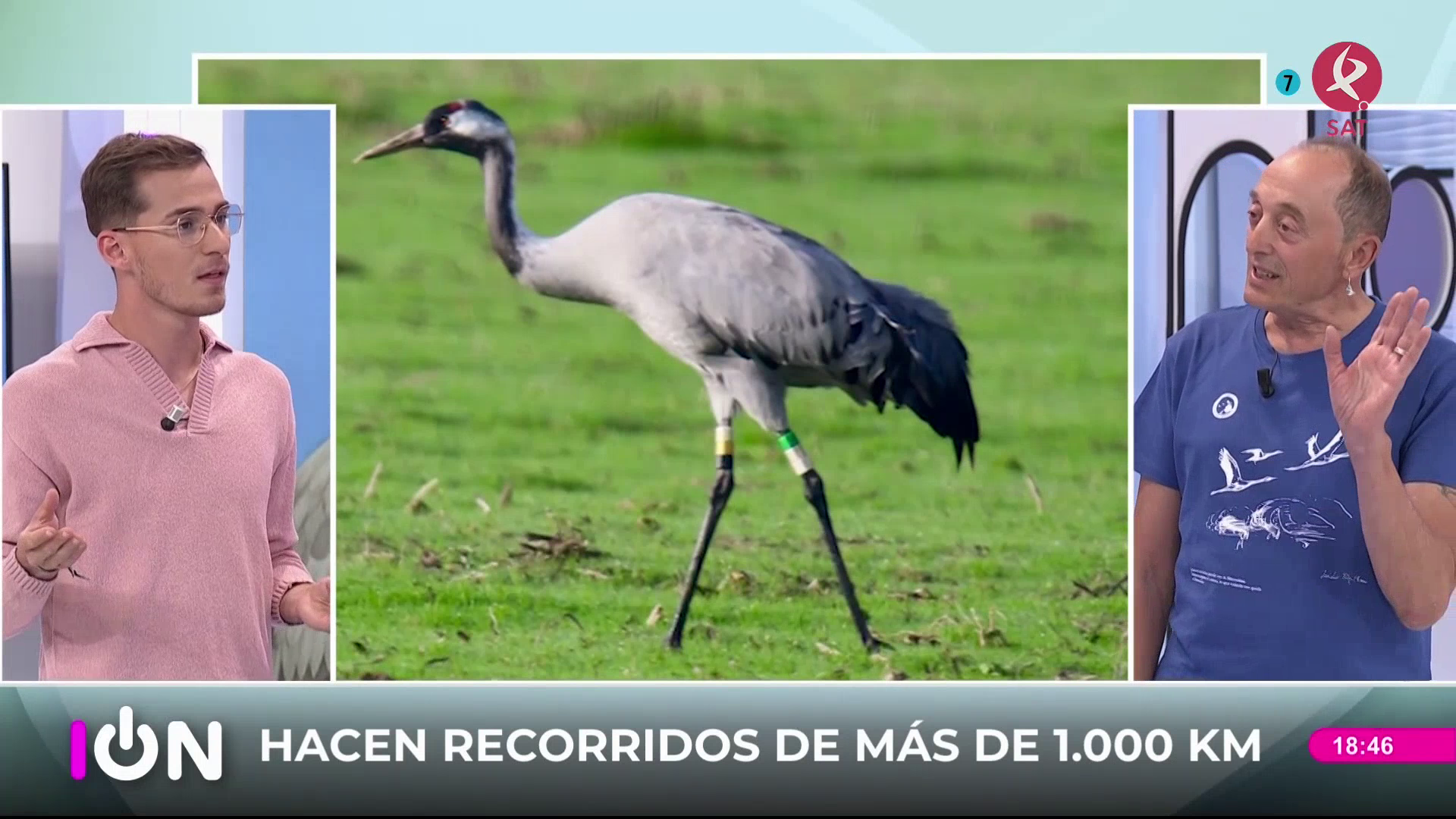 GRULLAS
