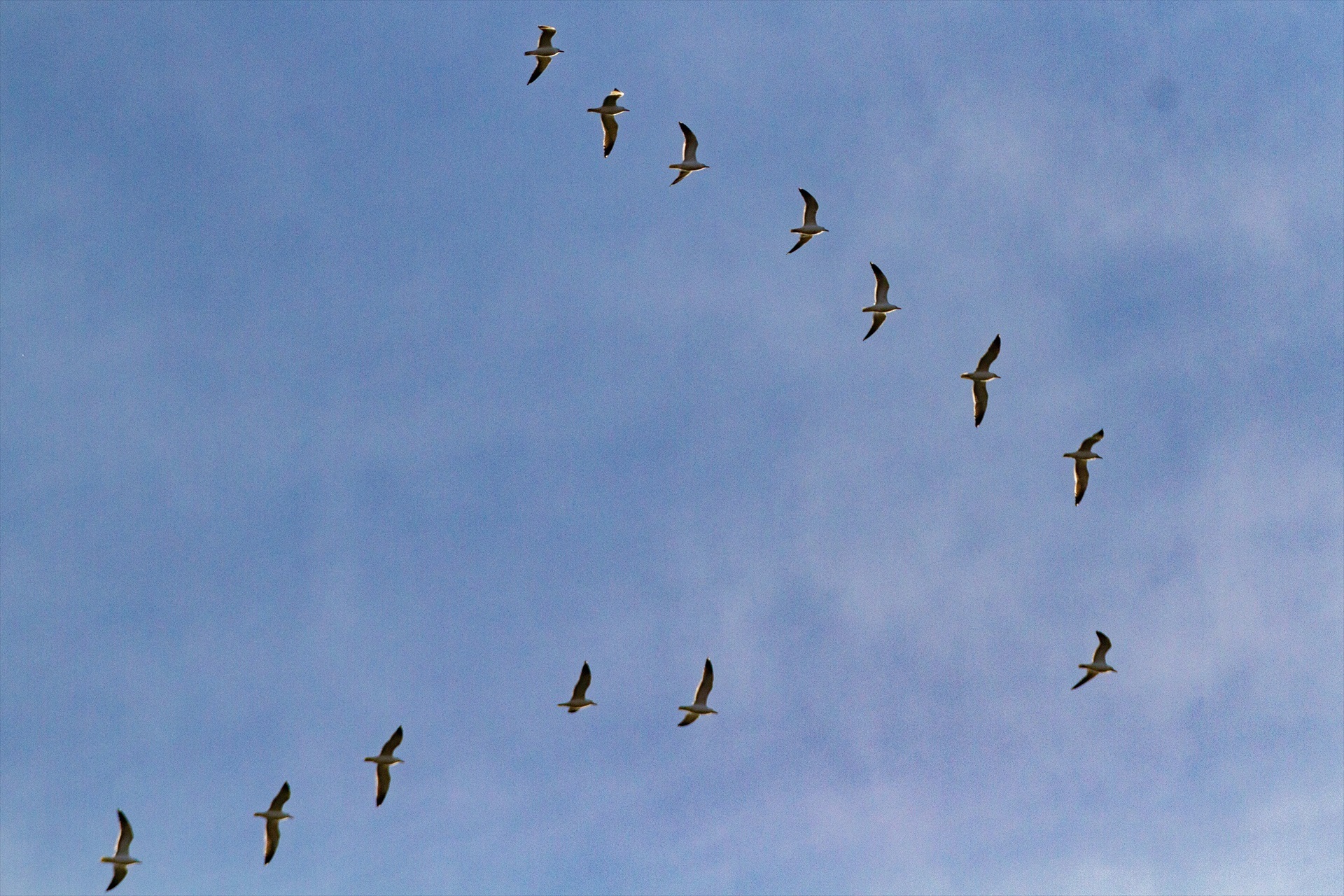 AVES