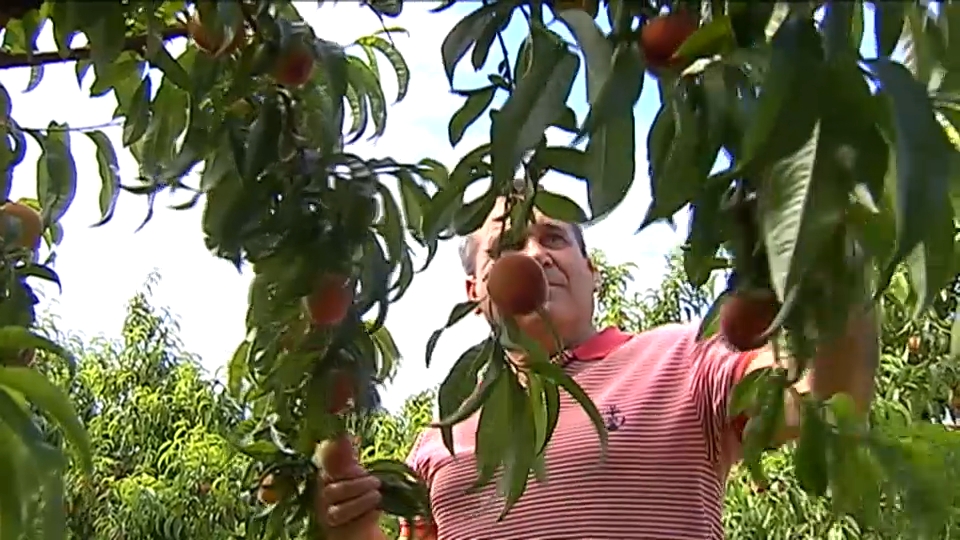FRUTA DE HUESO