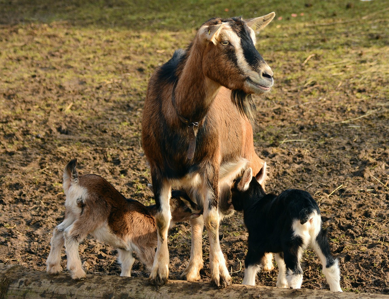 Cabras 