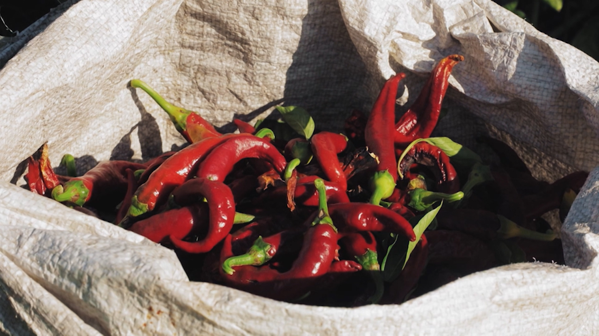 Pimientos para pimentón en una cesta