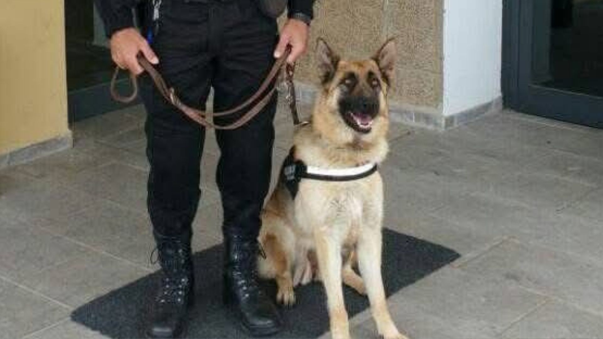 La Policía Local de Villanueva de la Serena llora la pérdida de Boyra, la agente K9 que no solo formó parte de la historia del cuerpo, sino que se convirtió en el corazón de una Unidad Canina admirada dentro y fuera de Extremadura.  Hay despedidas que trascienden el uniforme, las medallas y los protocolos. La de Boyra es una de ellas. Porque no se marcha solo una perra policía; se despide una compañera fiel, una guía silenciosa y el símbolo vivo de un proyecto que comenzó hace más de una década con ilusión,