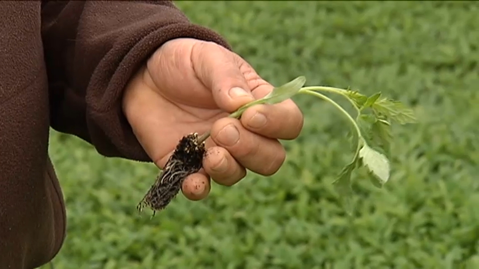 Agricultura