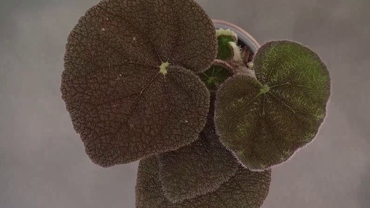 PLANTAS