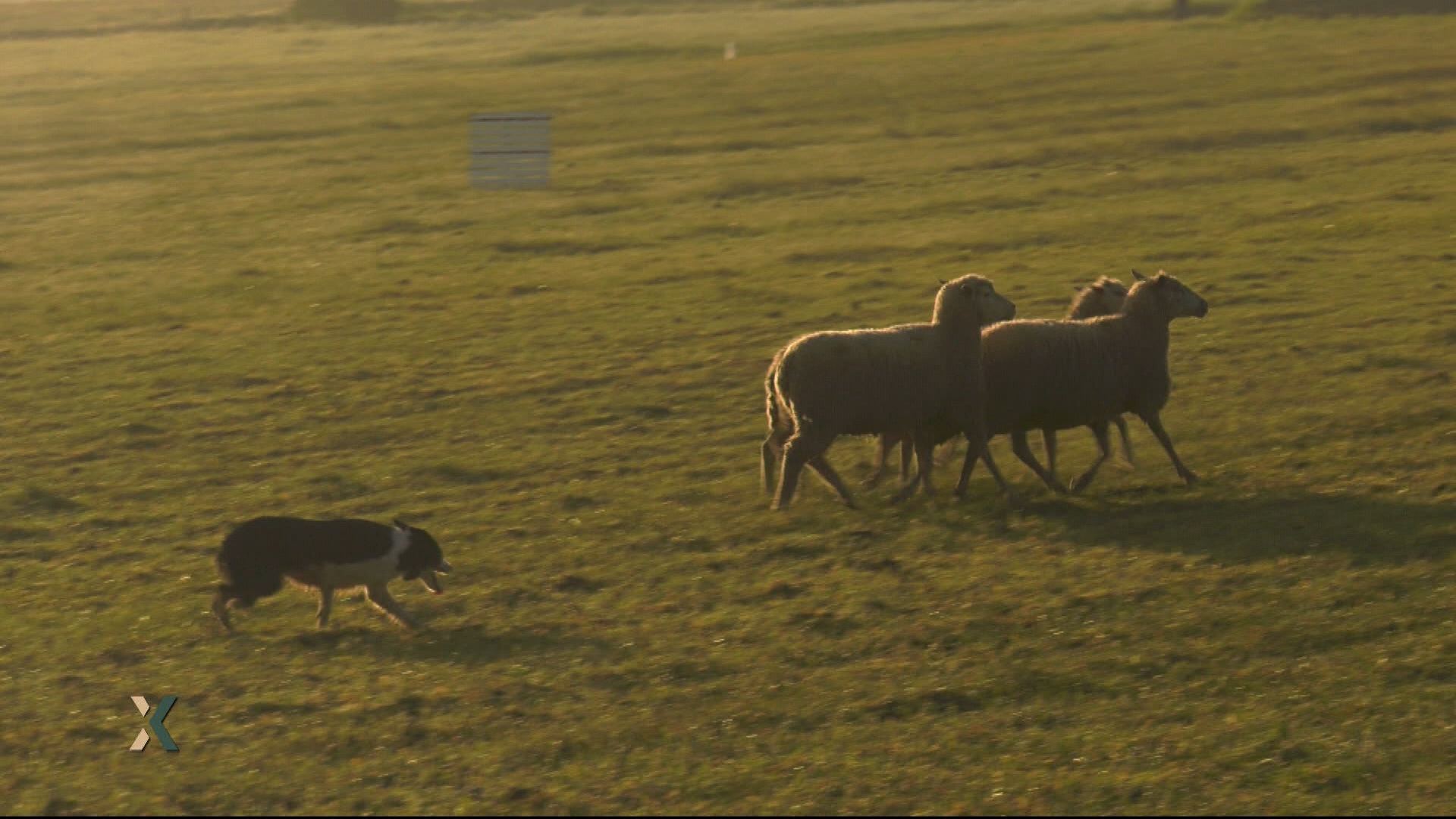 En este tipo de campeonatos, el Border Collie es la raza predominante