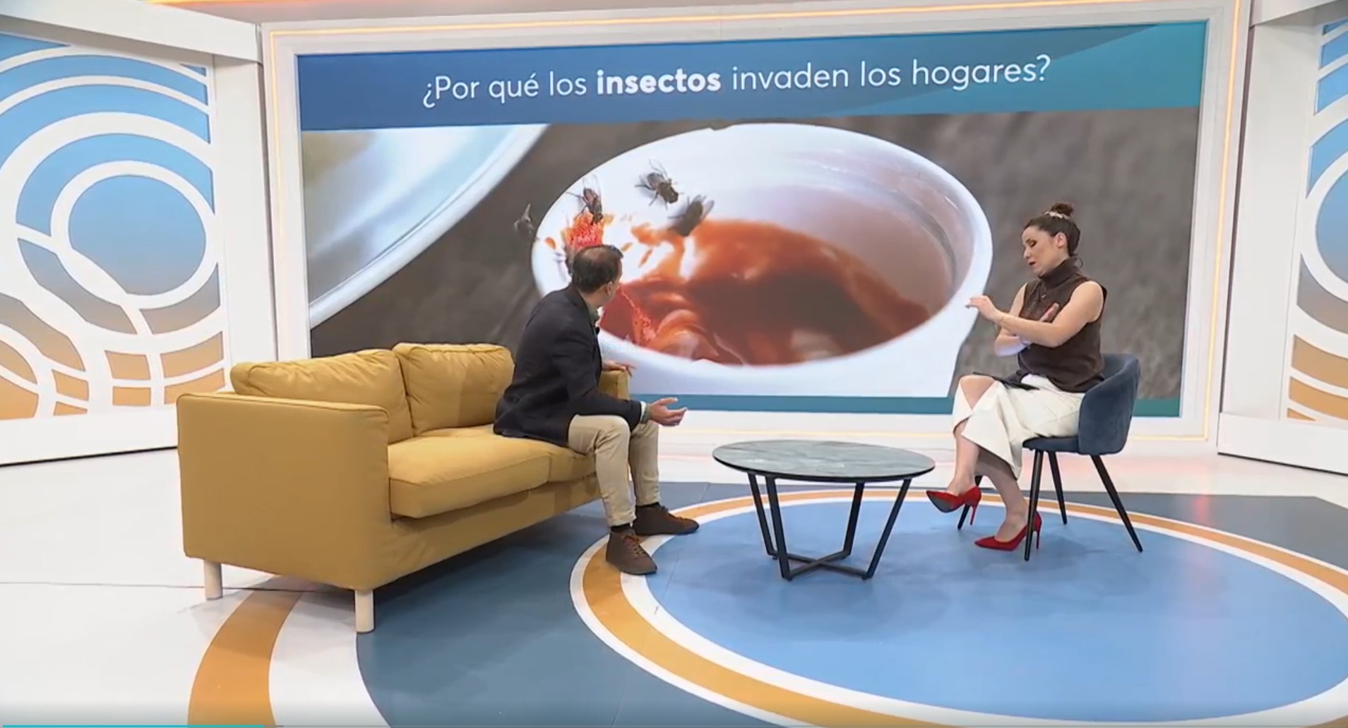 Insectos en casa
