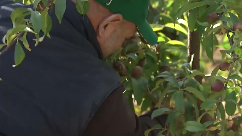 Temporero recogida fruta