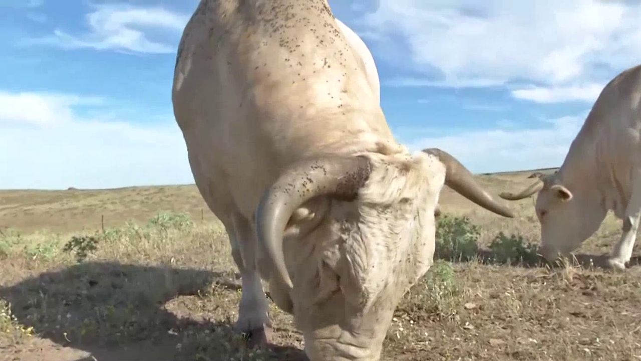 GANADERIA