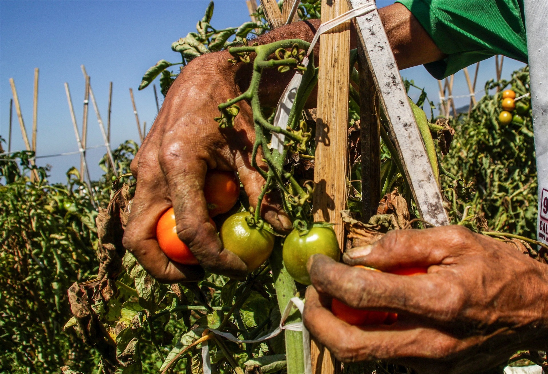 Cosecha de tomate