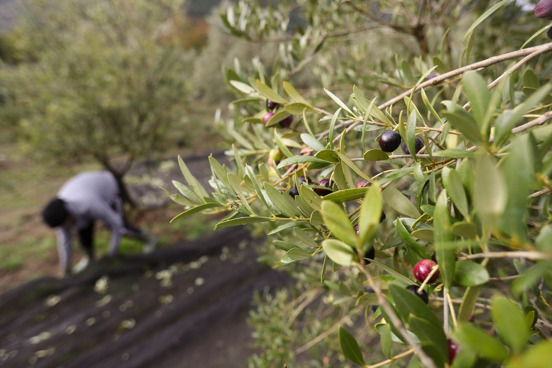 AGRICULTURA