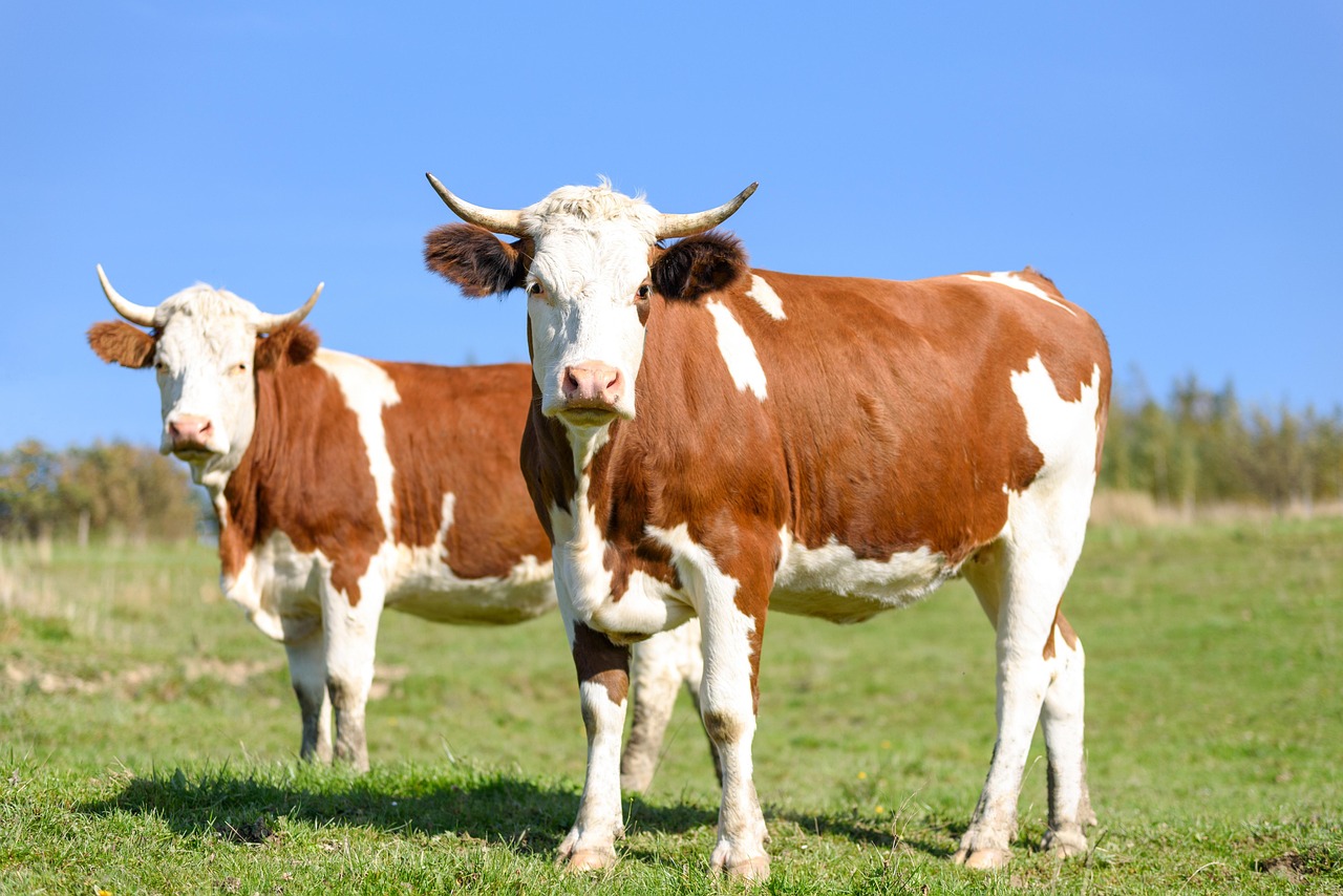 Vacas 