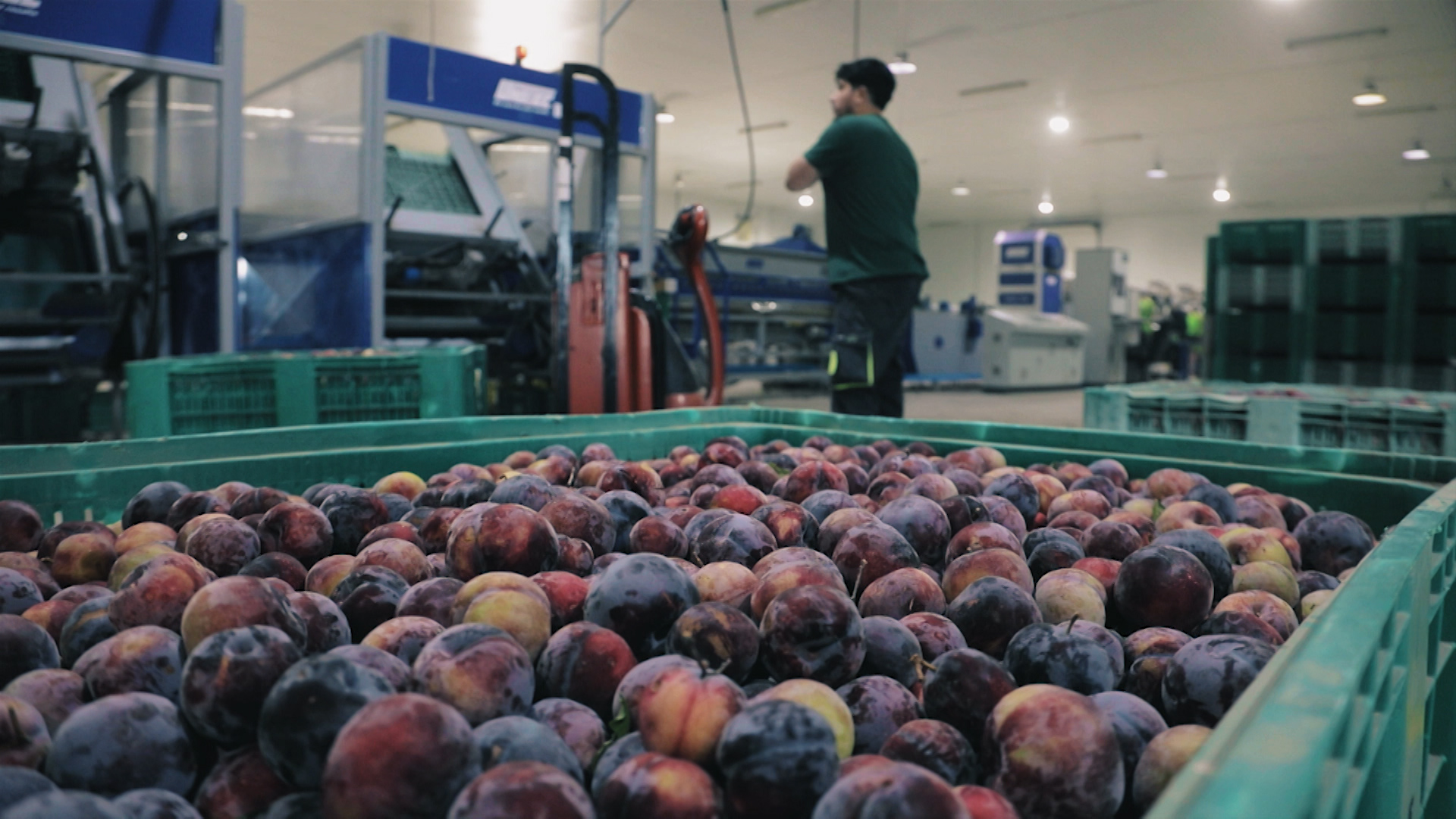 Recepción de fruta en una central 