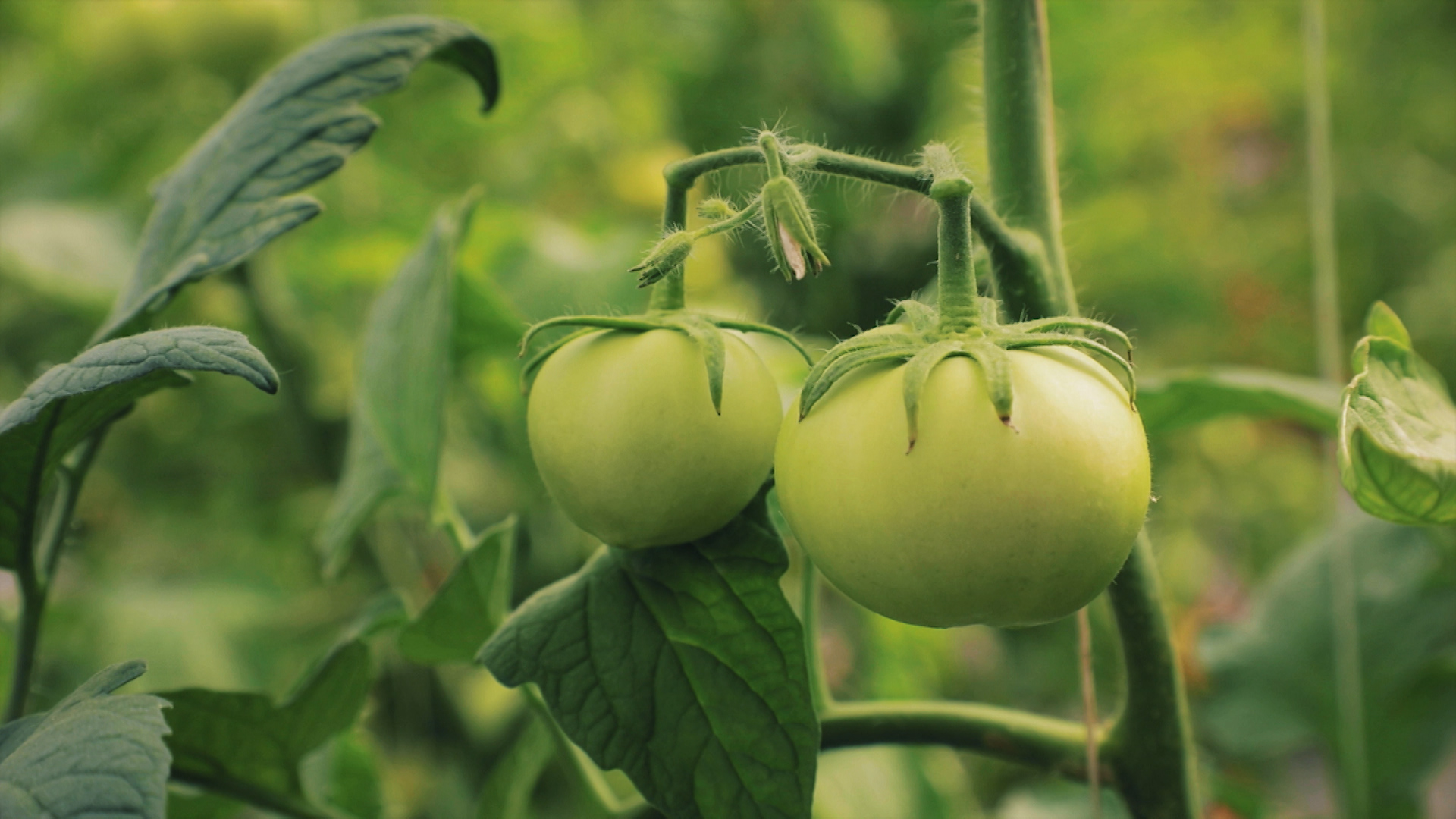 Tomates ecológicos en una explotación