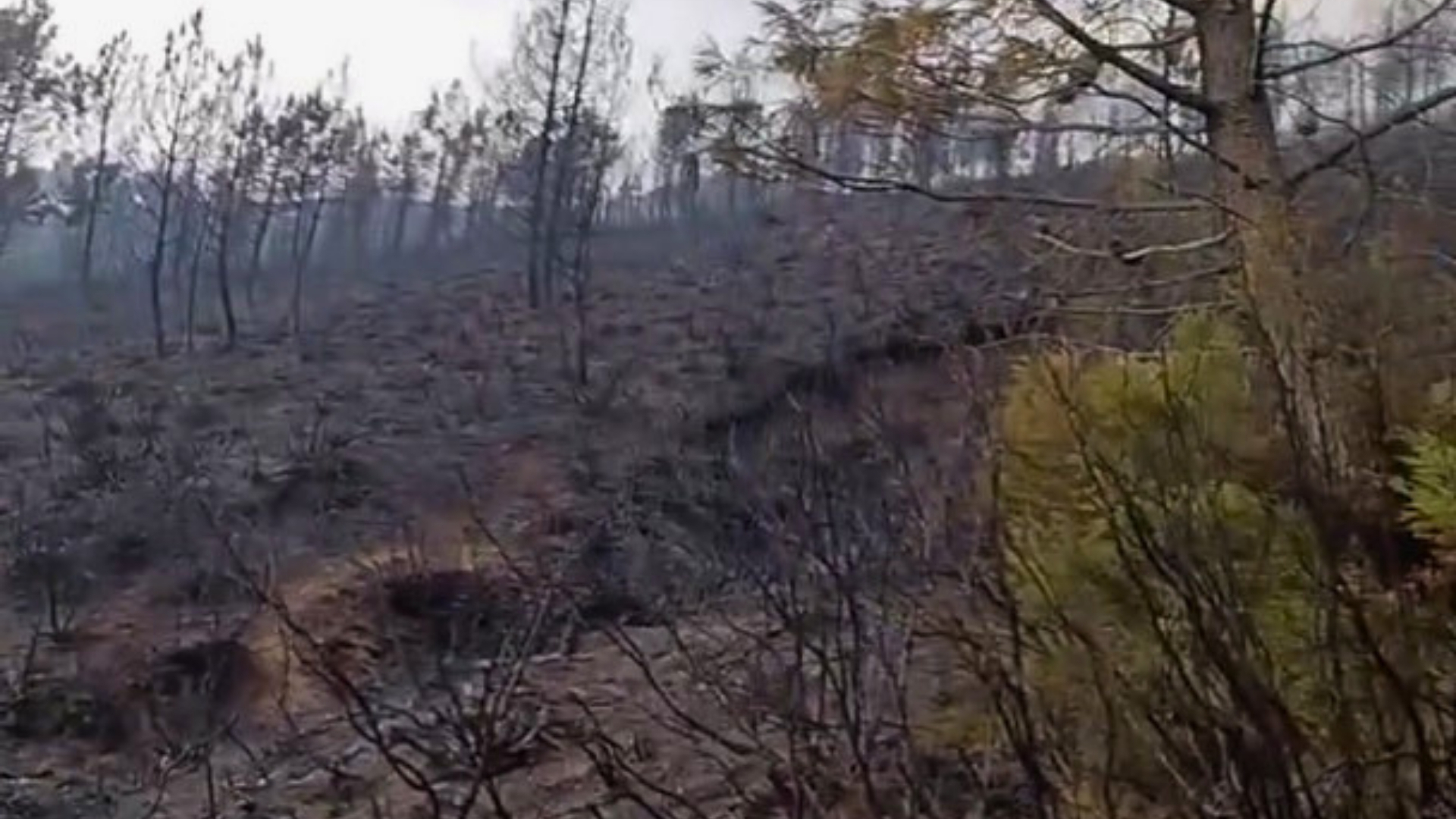 Estabilizado el incendio forestal de Robledillo de Gata