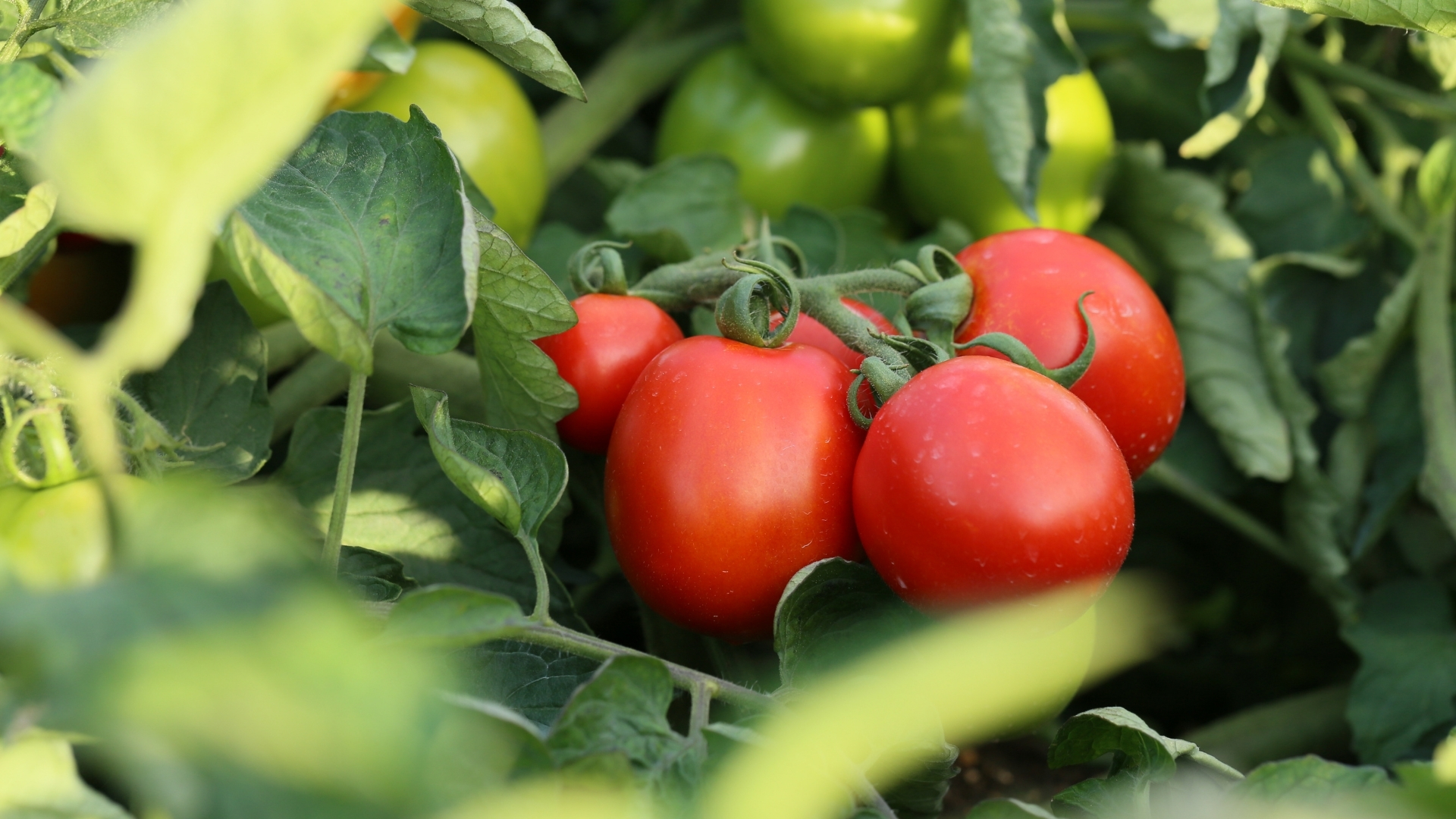 Producción de tomate