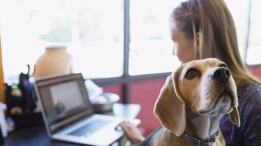 Mujer con su perro en la oficina