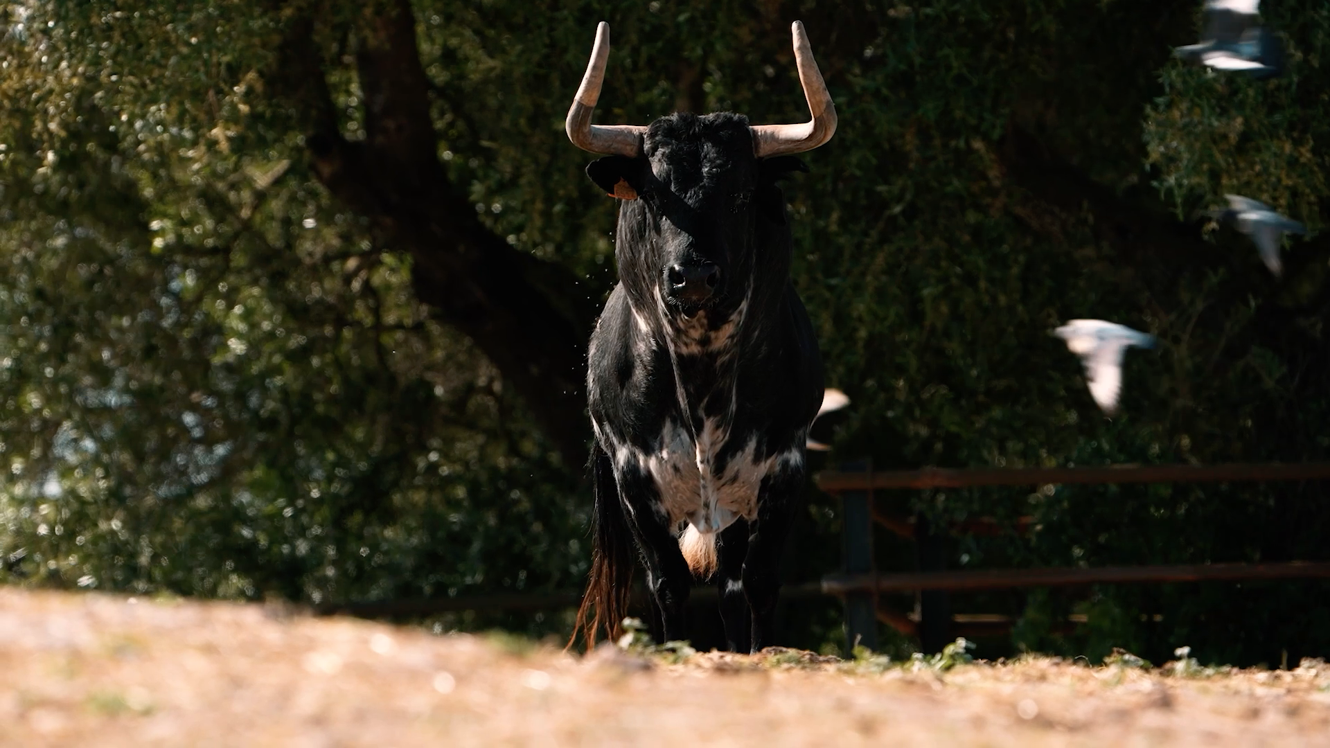 Sanjuanes de Coria, Tierra de Toros, Canal Extremadura, Juan Bazaga