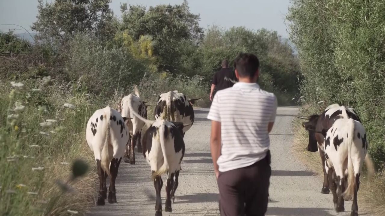 Campo