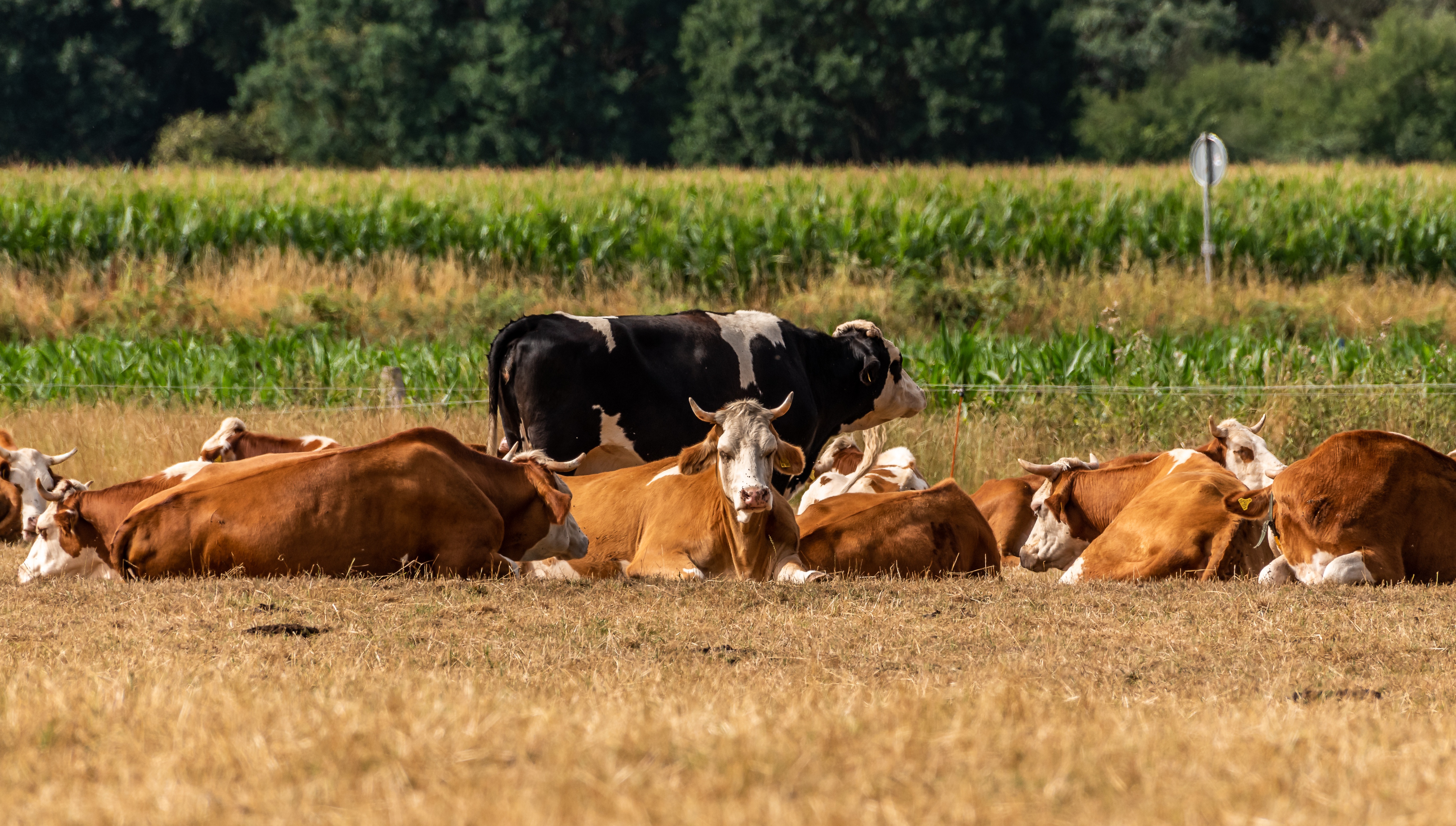 VACAS AL SOL