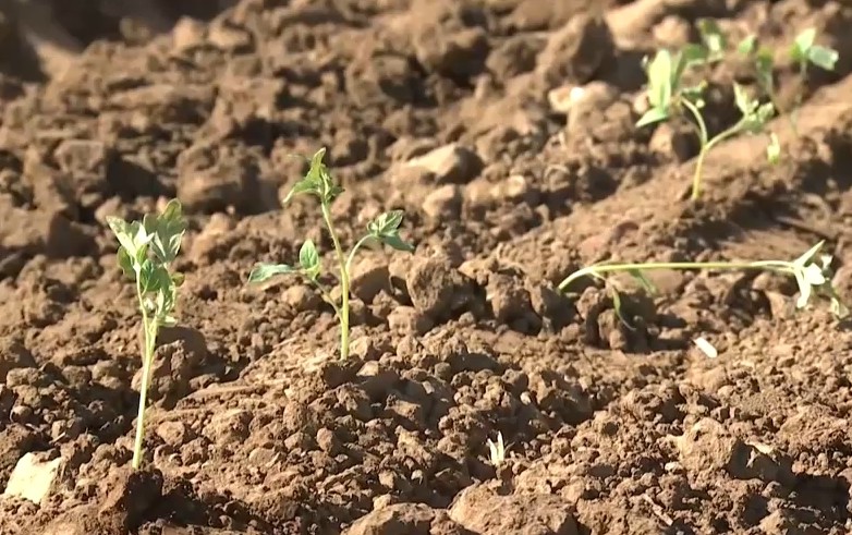 Brotes de tomate