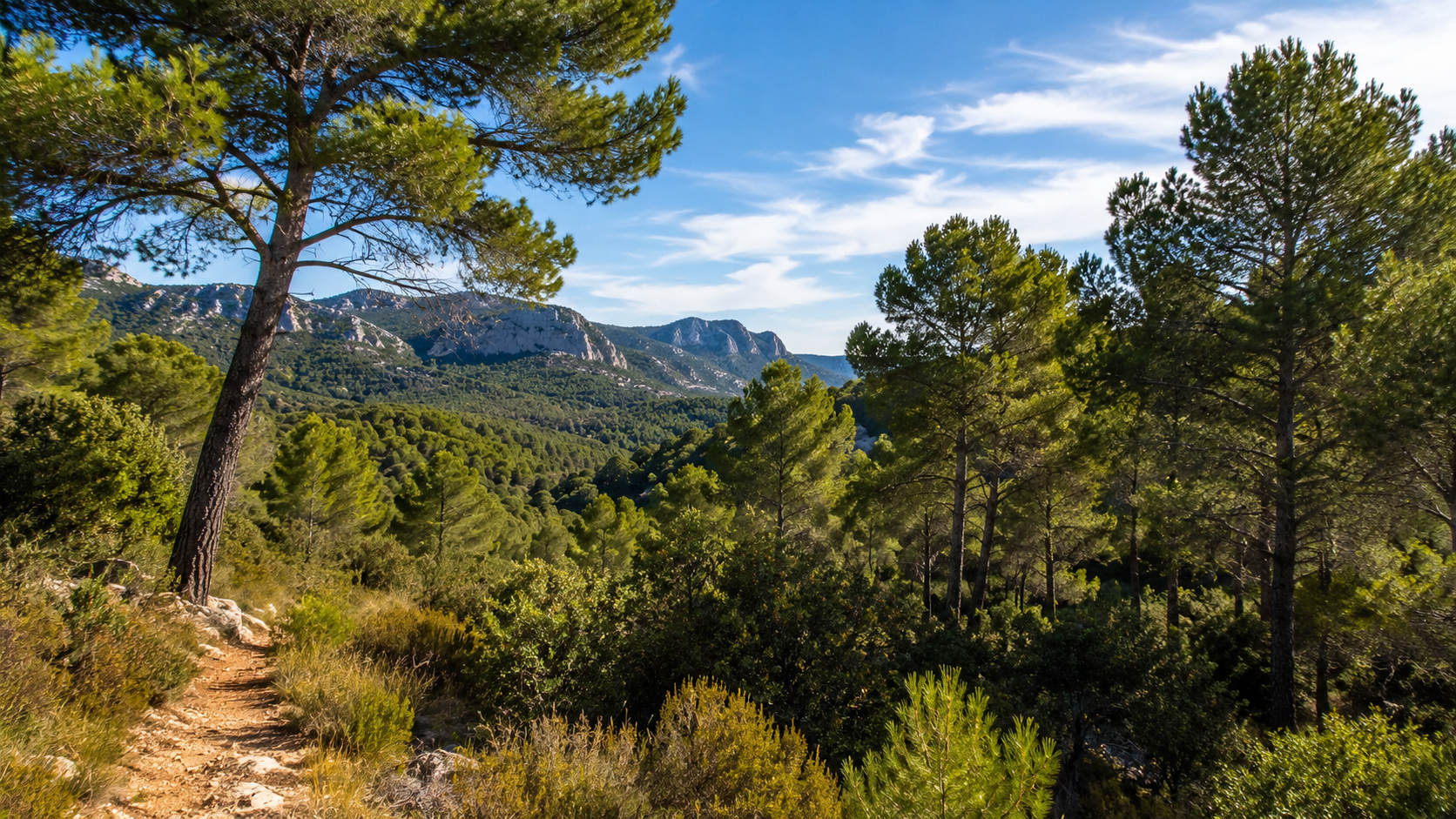 Bosque mediterráneo