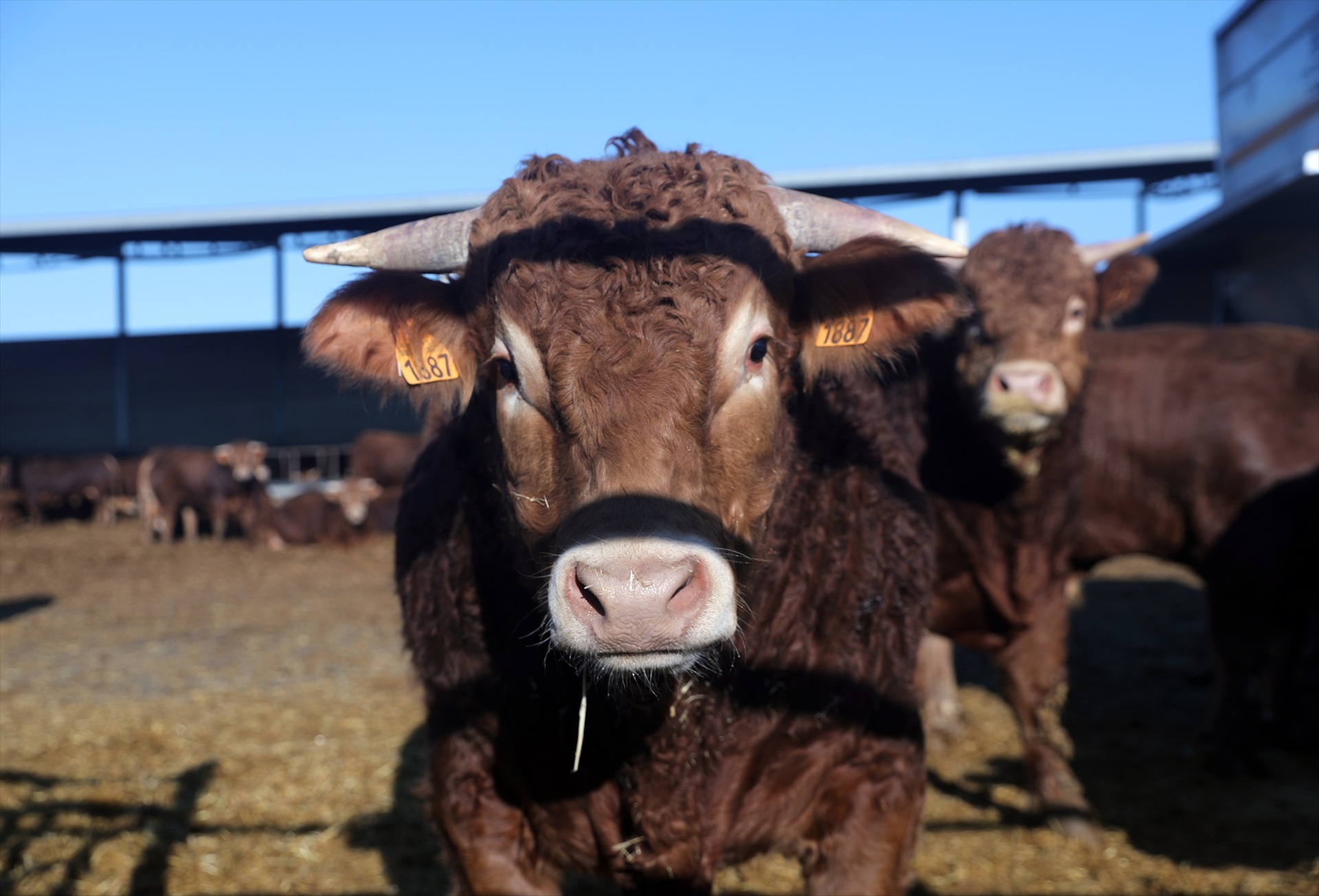 Una vaca en la explotación ganadera