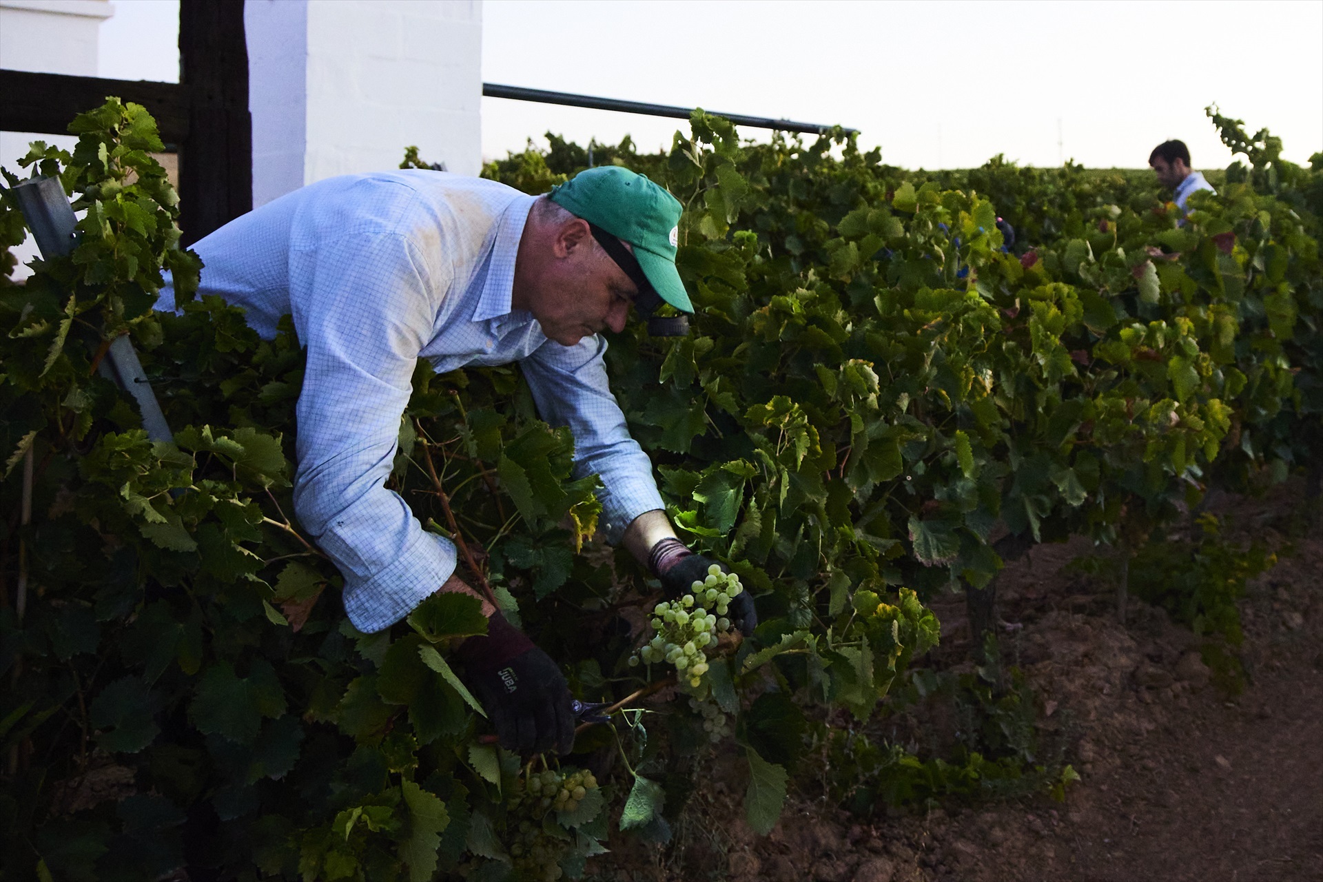 Un vendimiador recoge uvas para la temporada de vendimia 