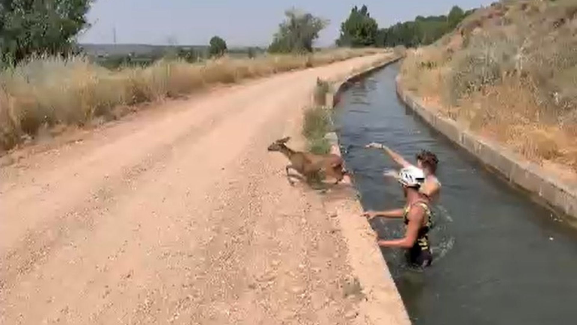 Animal rescatado