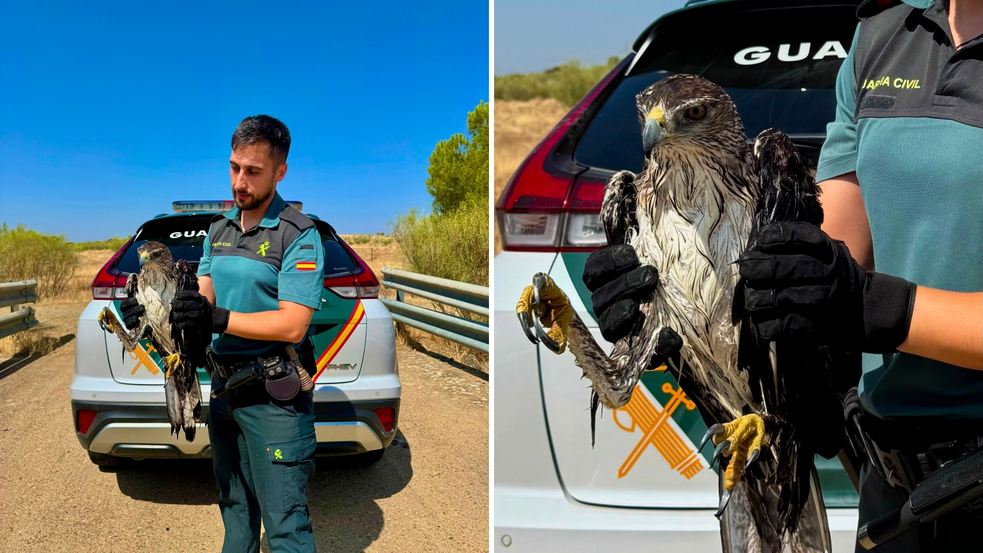 Rescate Águila Perdicera