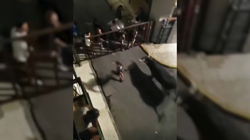 Un toro rompe una valla y provoca un susto en Moraleja